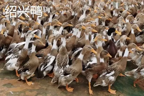 产蛋量高的鸭子有哪些品种呢,产蛋量高的鸭子品种插图1 产蛋量高的鸭子有哪些品种呢,产蛋量高的鸭子品种插图1