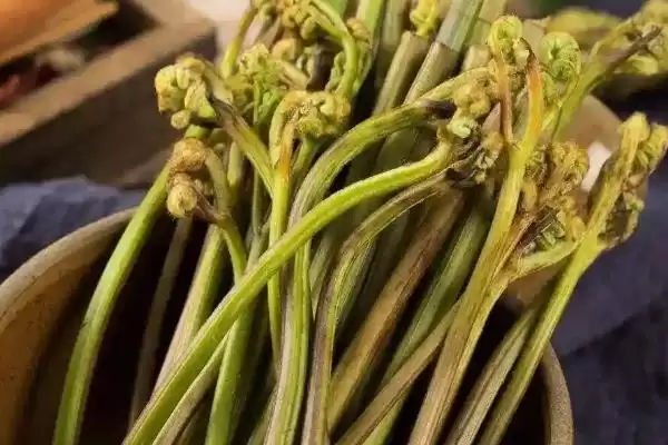 常见的野菜有哪些种类和名称呢,常见的野菜插图4 常见的野菜有哪些种类和名称呢,常见的野菜插图4