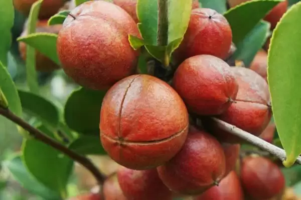 茶籽的价格是多少钱一斤及情况呢,茶籽的价格插图4 茶籽的价格是多少钱一斤及情况呢,茶籽的价格插图4