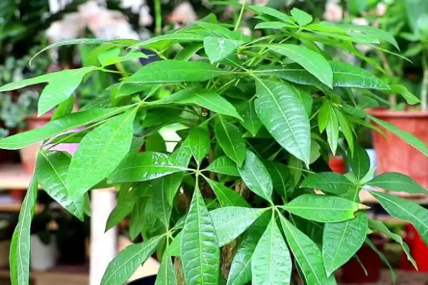 发财树叶子问题补救,发财树叶子发黄掉落如何进行补救处理插图3 发财树叶子问题补救,发财树叶子发黄掉落如何进行补救处理插图3