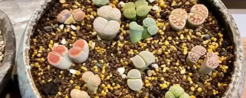 多肉屁股繁殖方法,繁殖多肉屁股的方法是怎样的插图 多肉屁股繁殖方法,繁殖多肉屁股的方法是怎样的插图