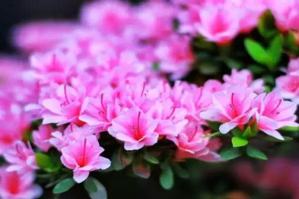杜鹃花的寓意内涵,杜鹃花的寓意具有鸿运高照之意吗插图3