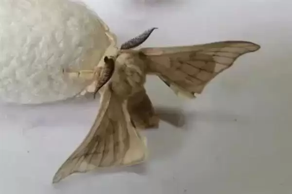 蚕变成飞蛾后何时会产卵呢,蚕变成飞蛾后何时产卵插图1 蚕变成飞蛾后何时会产卵呢,蚕变成飞蛾后何时产卵插图1