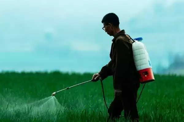 毒死蜱的作用功效,毒死蜱有哪些防治害虫的作用插图3 毒死蜱的作用功效,毒死蜱有哪些防治害虫的作用插图3