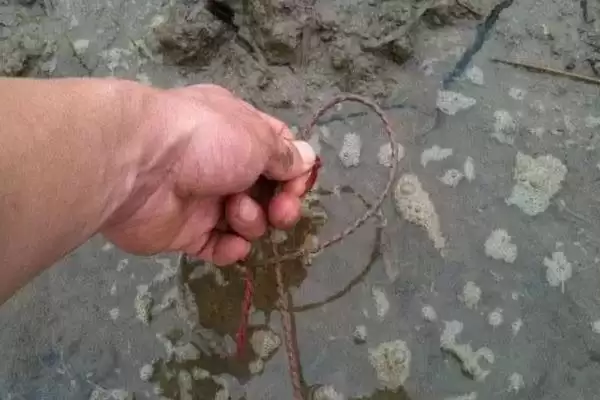 钓黄鳝用猪肝的可行性,钓黄鳝用猪肝作为饵料可以吗插图4 钓黄鳝用猪肝的可行性,钓黄鳝用猪肝作为饵料可以吗插图4