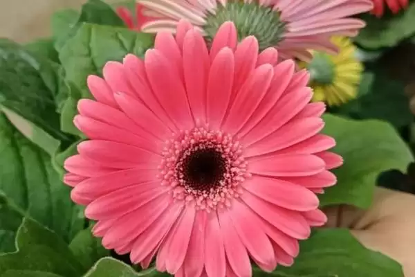 非洲菊品种种类,非洲菊主要有哪些品种种类插图4 非洲菊品种种类,非洲菊主要有哪些品种种类插图4