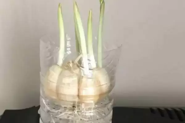 大蒜水培的方法和步骤是什么,大蒜的水培方法插图2 大蒜水培的方法和步骤是什么,大蒜的水培方法插图2