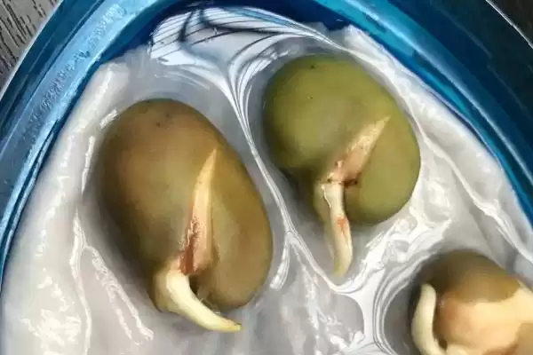 蚕豆种子的发芽过程是怎样呢,蚕豆种子的发芽过程插图1 蚕豆种子的发芽过程是怎样呢,蚕豆种子的发芽过程插图1