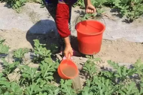 大棚多膜覆盖西瓜的栽培方法是,大棚多膜覆盖西瓜的栽培方法插图7 大棚多膜覆盖西瓜的栽培方法是,大棚多膜覆盖西瓜的栽培方法插图7