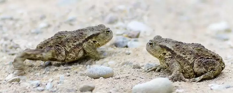 蟾蜍是一种怎样的动物呢,蟾蜍是什么动物插图 蟾蜍是一种怎样的动物呢,蟾蜍是什么动物插图