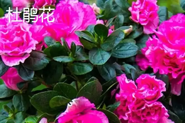 杜鹃花与三角梅的区别,杜鹃花是三角梅吗有哪些不同插图2 杜鹃花与三角梅的区别,杜鹃花是三角梅吗有哪些不同插图2