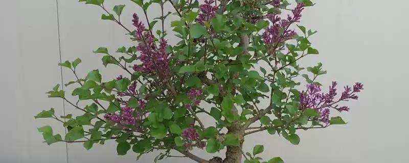 丁香花的栽培方法要点,丁香花如何进行栽培以光照为主吗插图 丁香花的栽培方法要点,丁香花如何进行栽培以光照为主吗插图