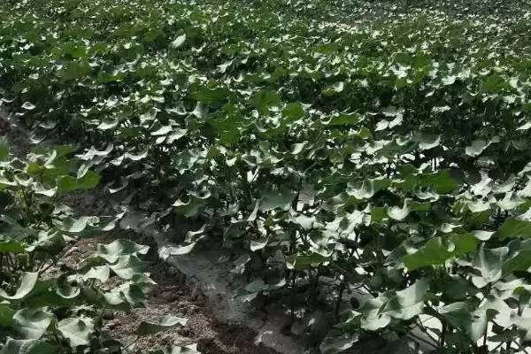 棉花打顶后3到5天左右打缩节胺时间全解析插图1 棉花打顶后3到5天左右打缩节胺时间全解析插图1