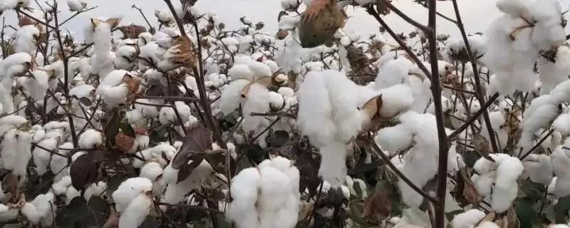 购审定品种有保障如何选择棉花品种全解析-会东网
