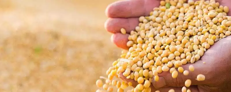 商豆14号大豆品种每亩密度多少？-会东网