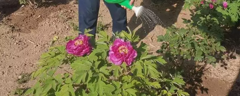 牡丹花浇水的注意,对牡丹花浇水要注意哪些具体事项插图 牡丹花浇水的注意,对牡丹花浇水要注意哪些具体事项插图