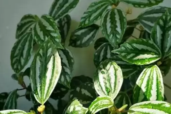 冰水花和冷水花是同一种植物吗,冰水花和冷水花有什么区别插图3 冰水花和冷水花是同一种植物吗,冰水花和冷水花有什么区别插图3