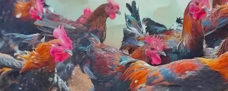产蛋率高的鸡有哪些品种及特点呢,产蛋率高的鸡品种插图 产蛋率高的鸡有哪些品种及特点呢,产蛋率高的鸡品种插图