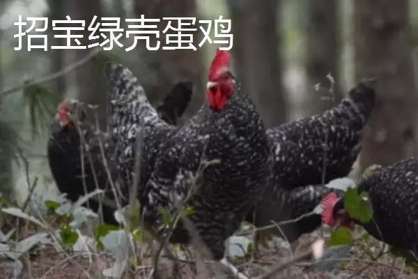 产蛋率高的鸡有哪些品种及特点呢,产蛋率高的鸡品种插图5 产蛋率高的鸡有哪些品种及特点呢,产蛋率高的鸡品种插图5