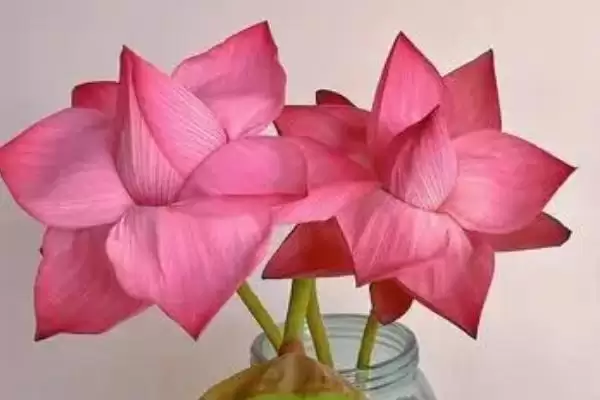 冬天荷花室内开花情况,冬天荷花放室内在什么温度会开花插图2