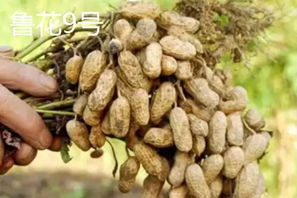 山东适合种植哪些花生高产品种?插图3 山东适合种植哪些花生高产品种?插图3