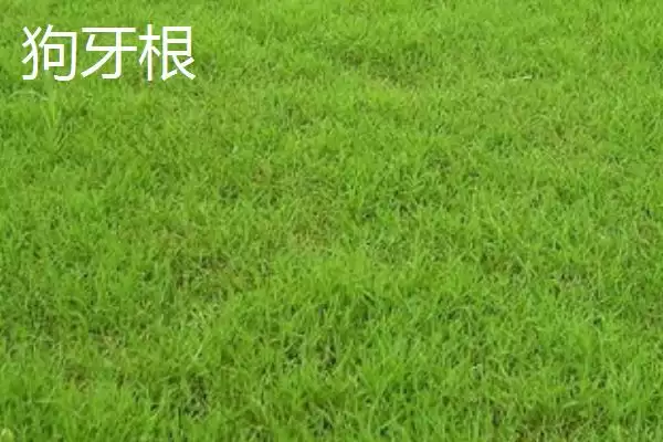 常见的草坪种子有哪些和介绍呢,常见的草坪种子插图2