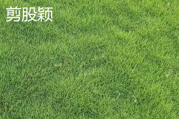 常见的草坪种子有哪些和介绍呢,常见的草坪种子插图5