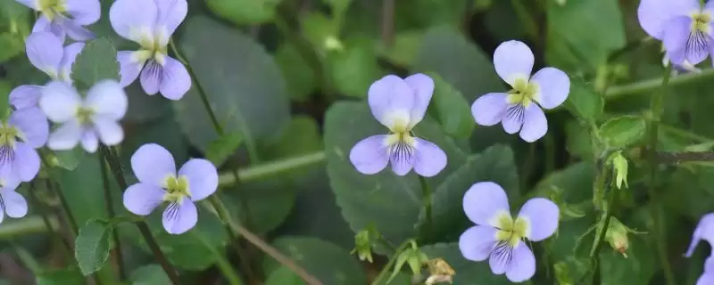 常见的野菜有哪些种类和名称呢,常见的野菜插图 常见的野菜有哪些种类和名称呢,常见的野菜插图