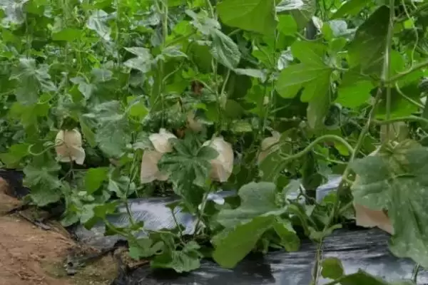 大棚甜瓜坐果后该如何管理,大棚甜瓜坐果后怎么管理插图1 大棚甜瓜坐果后该如何管理,大棚甜瓜坐果后怎么管理插图1