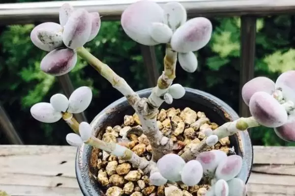多肉砍头后的养护,多肉砍头后要如何进行养护管理插图2 多肉砍头后的养护,多肉砍头后要如何进行养护管理插图2