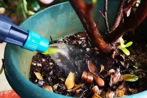 杜鹃花花期的养护方法,杜鹃花的花期如何进行养护管理插图7 杜鹃花花期的养护方法,杜鹃花的花期如何进行养护管理插图7