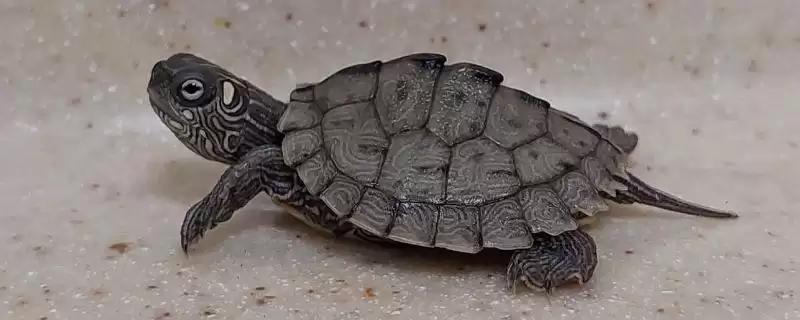 地图龟不开食的原因分析,地图龟不开食的原因有哪些方面插图 地图龟不开食的原因分析,地图龟不开食的原因有哪些方面插图