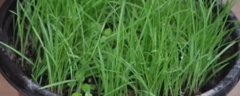 百喜草栽培管理,百喜草的栽培管理技术有哪些插图 百喜草栽培管理,百喜草的栽培管理技术有哪些插图