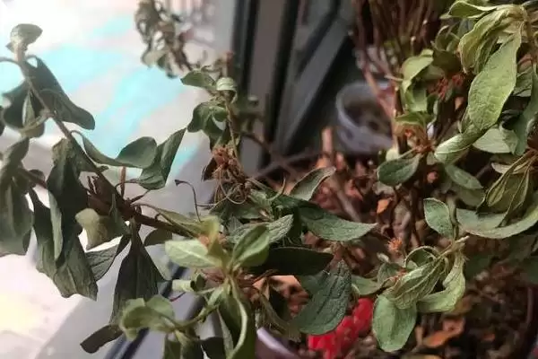 杜鹃花花苞干枯的原因,杜鹃花花苞干枯的原因有哪些方面插图4 杜鹃花花苞干枯的原因,杜鹃花花苞干枯的原因有哪些方面插图4