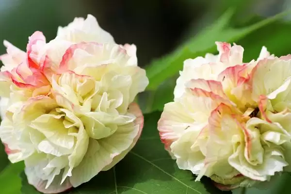 成都的市花是什么及相关情况呢,成都的市花插图3 成都的市花是什么及相关情况呢,成都的市花插图3