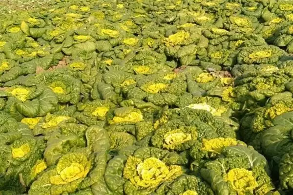 北方黄心菜的种植方法是怎样呢,北方黄心菜的种植方法插图3