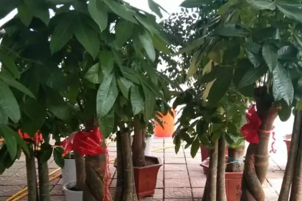 发财树的盆栽方法,发财树的盆栽方法在春秋有何要求插图4 发财树的盆栽方法,发财树的盆栽方法在春秋有何要求插图4
