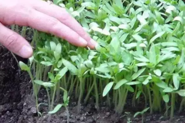 番茄苗嫁接的植物,番茄苗能嫁接哪些种类的植物作物插图6
