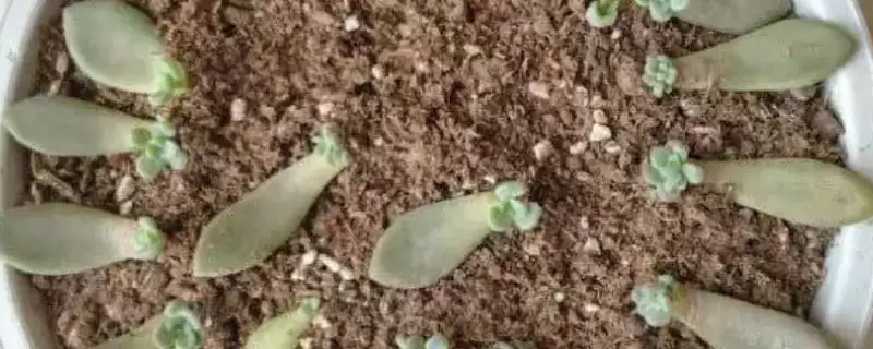 多肉植物叶片生根时间,多肉植物叶片多久可以生根抽芽时间插图 多肉植物叶片生根时间,多肉植物叶片多久可以生根抽芽时间插图