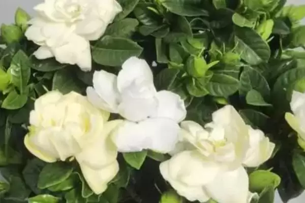 常绿灌木有哪些常见的品种呢,常绿灌木有哪些插图1