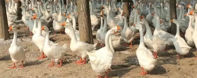 大鹅晚上叫唤正常不正常呢,大鹅晚上叫唤正常吗插图 大鹅晚上叫唤正常不正常呢,大鹅晚上叫唤正常吗插图
