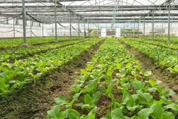 大白菜育苗移栽的技术是怎样,大白菜育苗移栽技术插图3 大白菜育苗移栽的技术是怎样,大白菜育苗移栽技术插图3