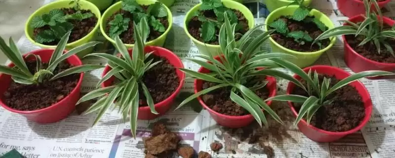 吊兰的快速繁殖方法方式,吊兰如何进行快速繁殖的操作-会东网
