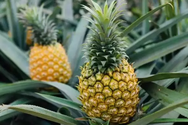 菠萝如何挑选和有哪些方法呢,菠萝如何挑选插图3 菠萝如何挑选和有哪些方法呢,菠萝如何挑选插图3