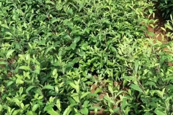 苍术种子的价格是多少钱一斤呢,苍术种子的价格插图2 苍术种子的价格是多少钱一斤呢,苍术种子的价格插图2