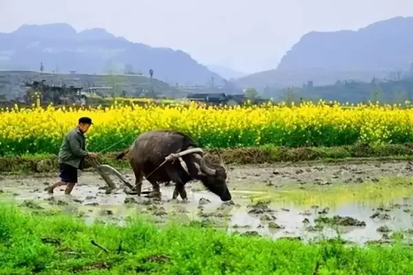 春耕的含义和意思是什么呢,春耕的意思插图5 春耕的含义和意思是什么呢,春耕的意思插图5