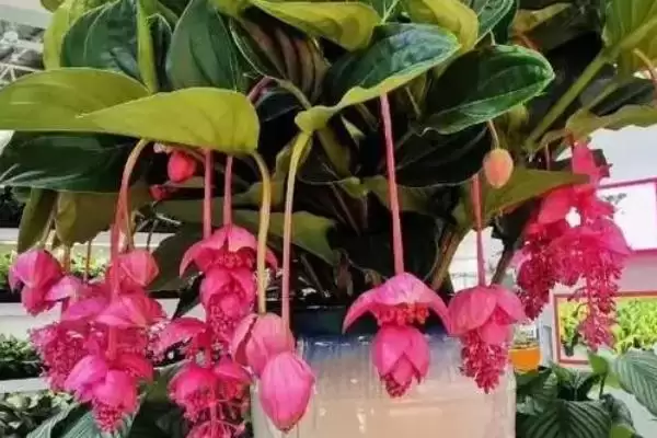 宝莲灯掉叶子是什么原因导致的呢,宝莲灯掉叶子的原因插图2 宝莲灯掉叶子是什么原因导致的呢,宝莲灯掉叶子的原因插图2