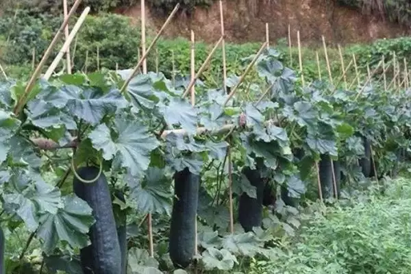 冬瓜对光照的时间要求,冬瓜对光照的要求最好达到多长时间插图3 冬瓜对光照的时间要求,冬瓜对光照的要求最好达到多长时间插图3
