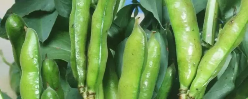 蚕豆的种植时间在什么时候呢,蚕豆的种植时间插图 蚕豆的种植时间在什么时候呢,蚕豆的种植时间插图