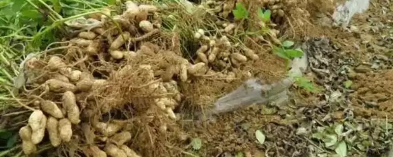 山东适合种植哪些花生高产品种？-会东网